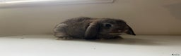 Mini Lop rabbits for sale: Mini lops available  - Advert 24