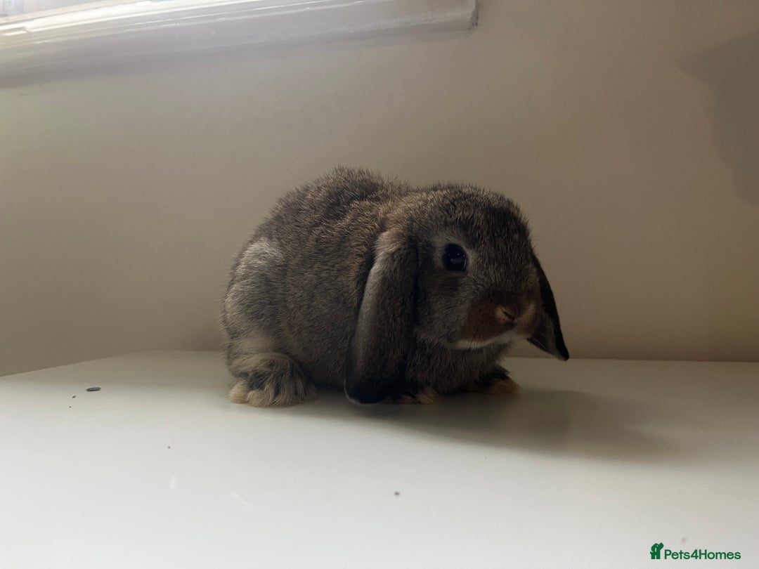 Mini Lop rabbits for sale: Mini lops available  - Advert 24