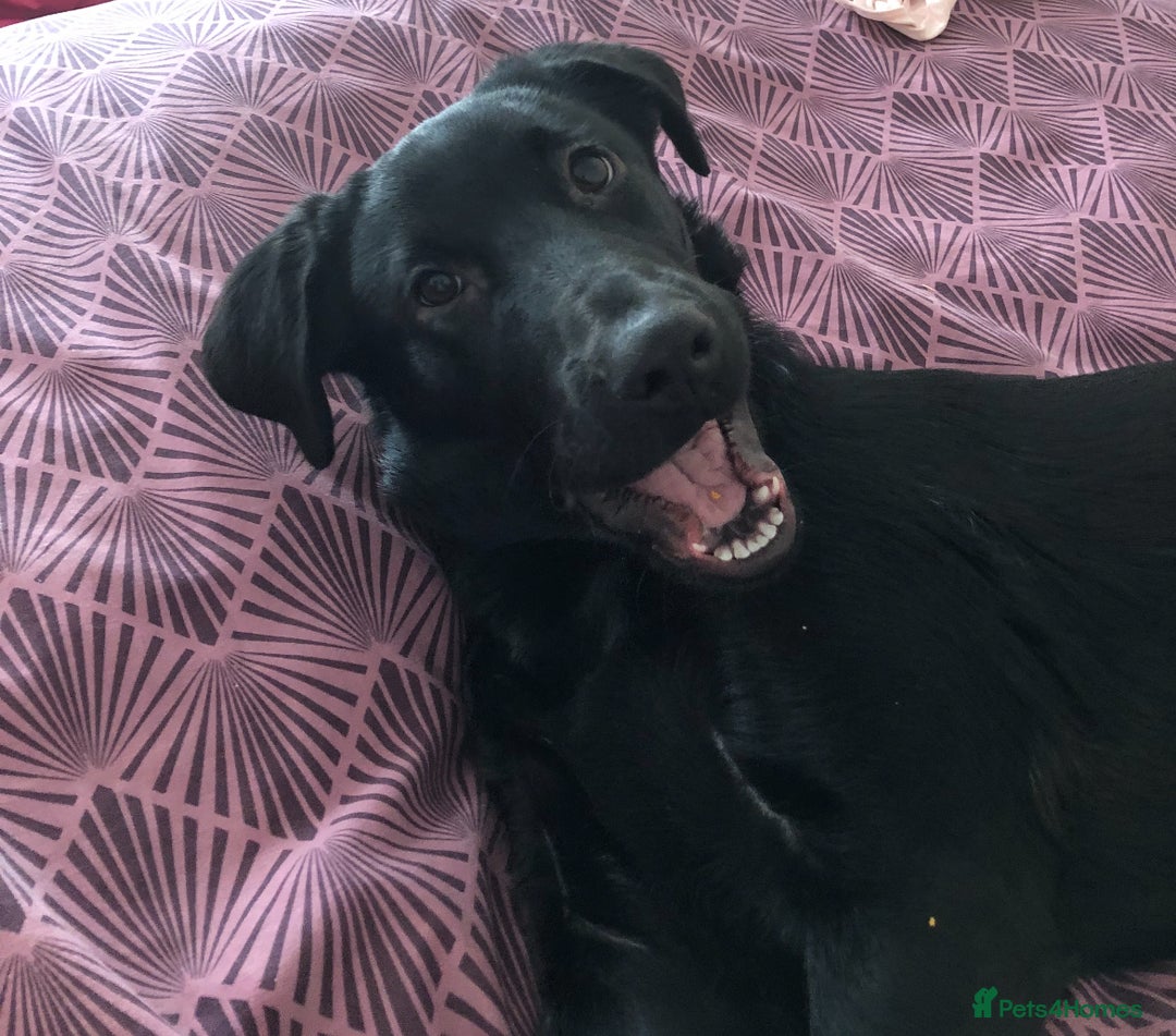 Mixed Breed dogs for sale: Labrador Cross for sale - Advert 8