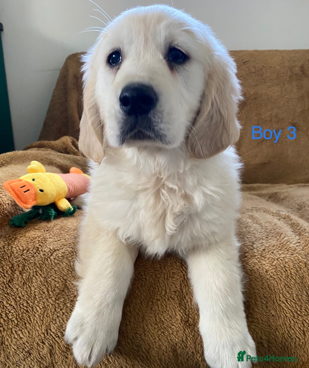 Golden Retriever dogs for sale: KC Registered Golden Retriver Puppies - Image 11