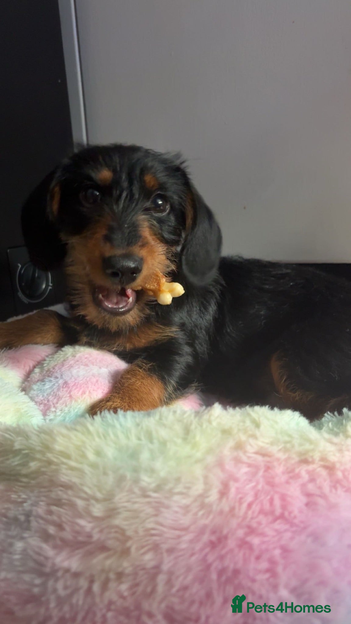 Doxiepoo dogs Lovley little boy - Advert 5