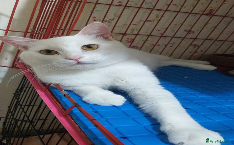 Mixed Breed cats - Advert 10