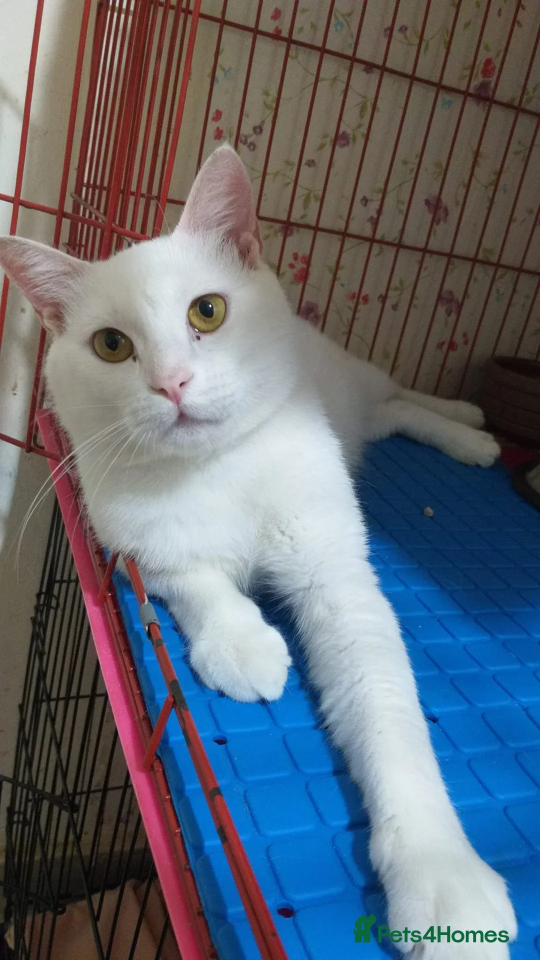 Mixed Breed cats for adoption: Indi is looking for love 💗 - Advert 1