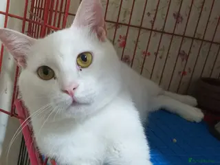 Mixed Breed cats Indi is looking for love 💗 - Advert 1