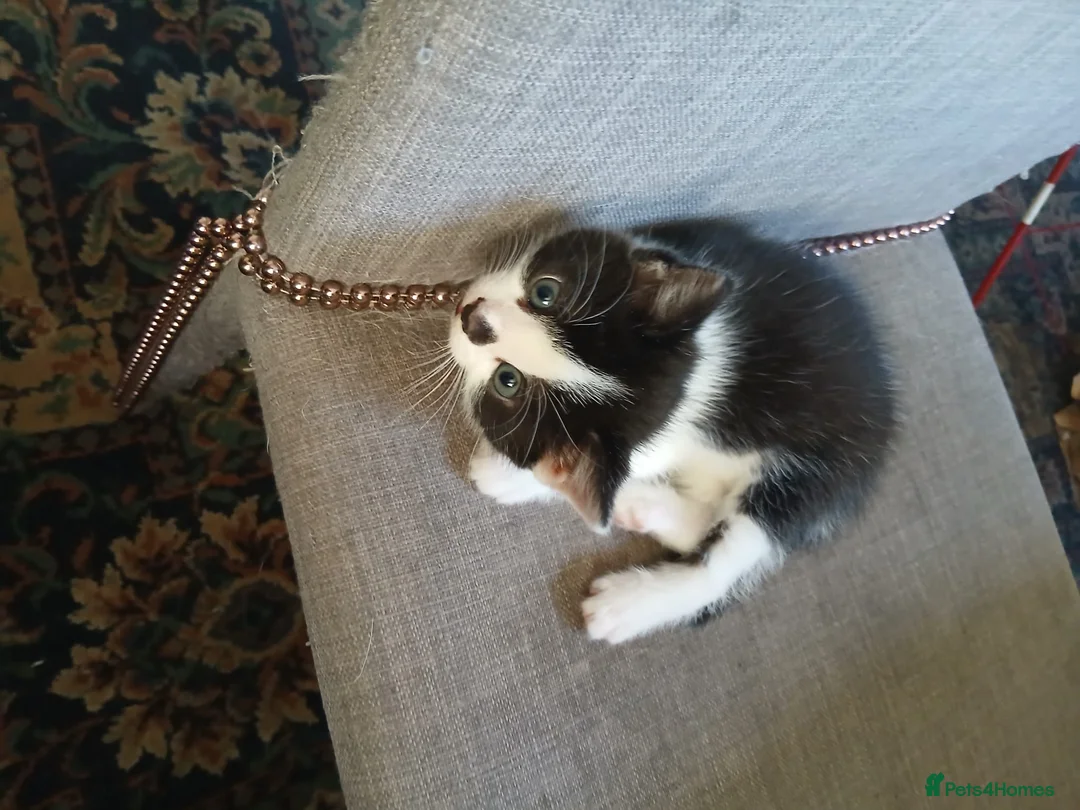 Mixed Breed cats for sale: 5 Adorable Kittens – Ready Soon for Loving Homes in London - Advert 2
