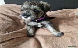 Miniature Schnauzer dogs for sale: Curious, playful and loving litter KC pups ❤️ - Image 7