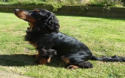 Cocker Spaniel dogs for stud: Black & tan KC Cocker Spaniel offered at stud - Image 4