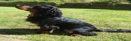 Cocker Spaniel dogs for stud: Black & tan KC Cocker, DNA tested, offered at stud - Advert 3