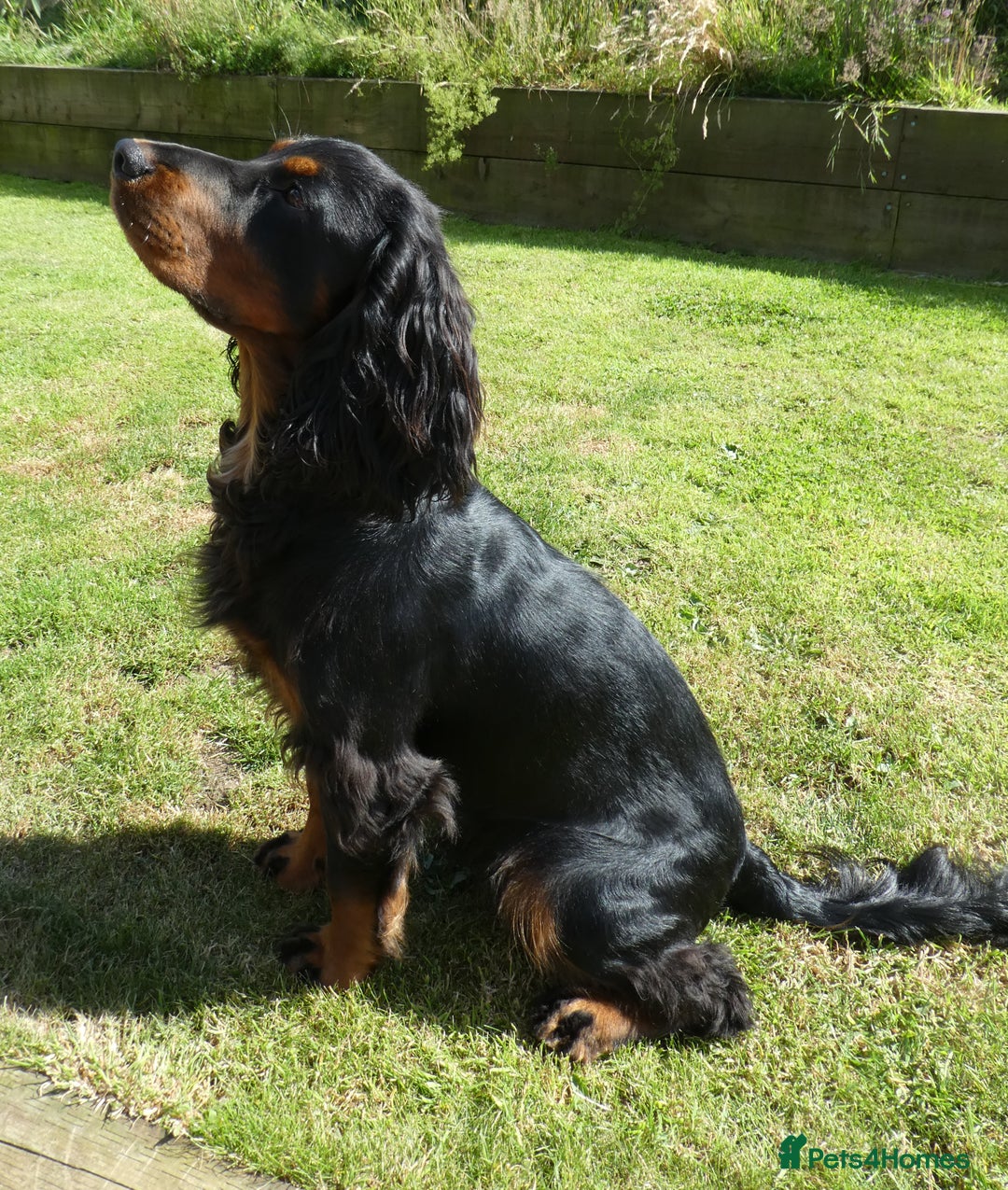 Cocker Spaniel dogs for stud: Black & tan KC Cocker Spaniel offered at stud - Image 4