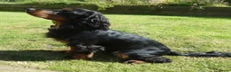 Cocker Spaniel dogs for stud: Black & tan KC Cocker, DNA tested, offered at stud - Advert 3