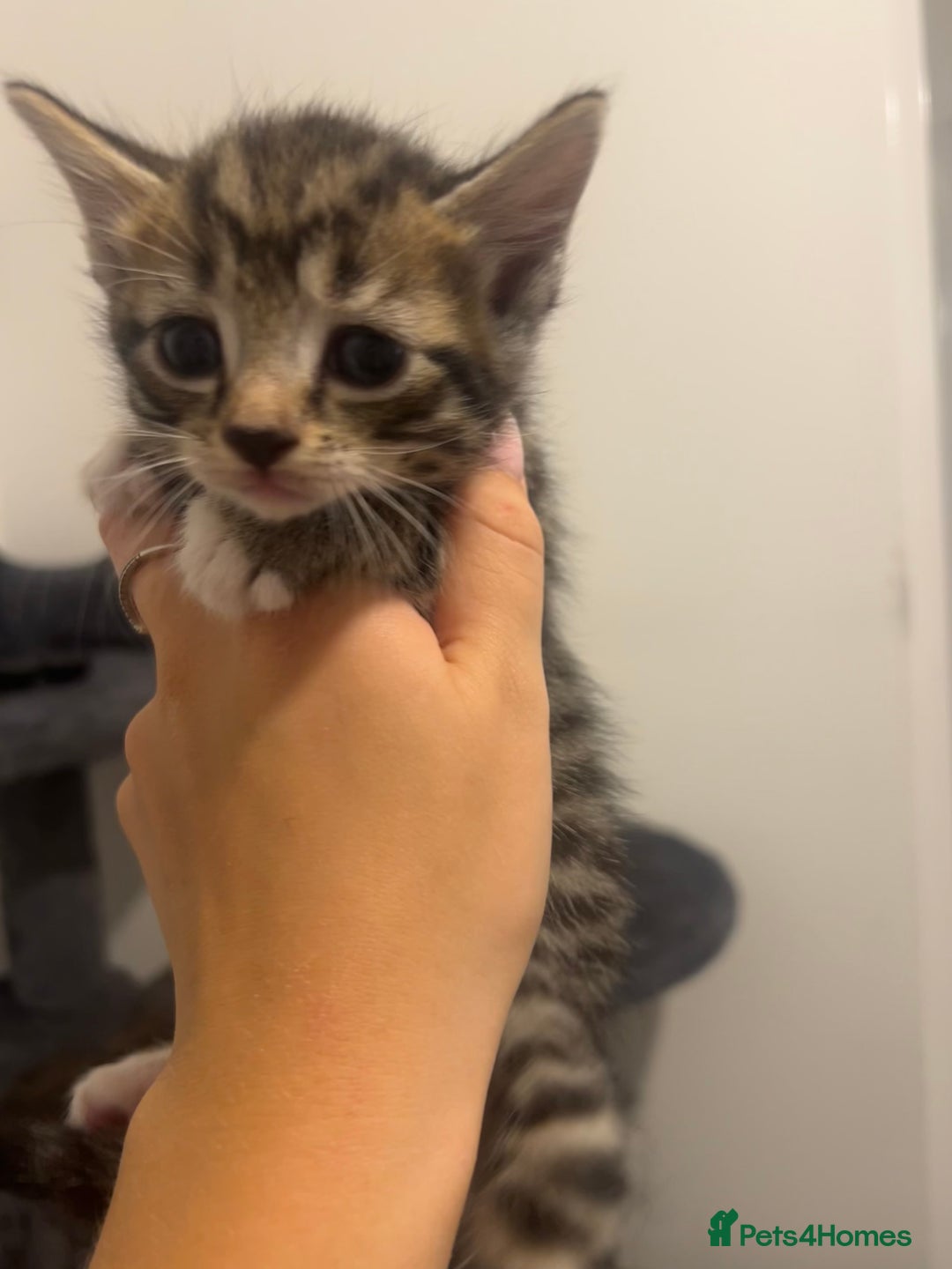 Bengal cats for sale: 7 bengal cross kittens  - Image 13