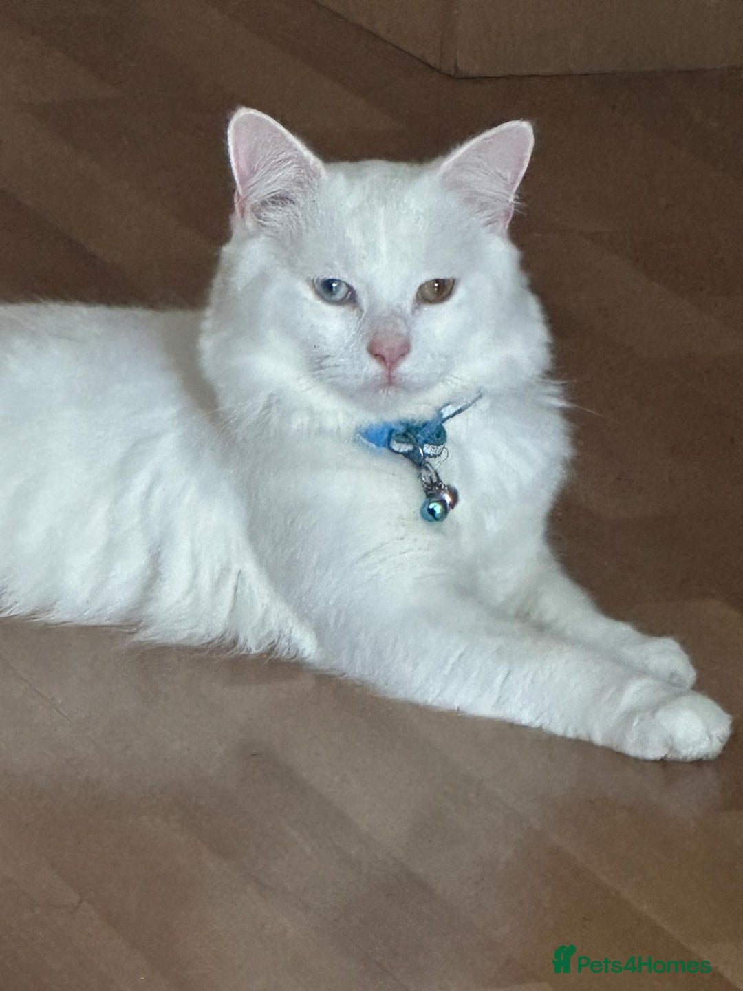 Turkish Angora cats for sale: Turkish angora male cat pure white - Advert 2