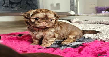 Shih Tzu dogs - Advert 16
