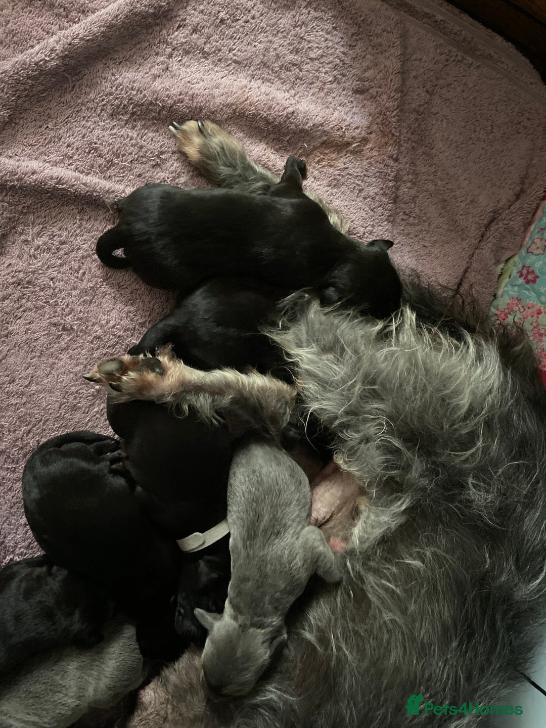 Bedlington Terrier dogs for sale: bedlington cross whippets - Image 3