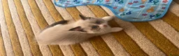 Ragdoll cats for sale: Ragdoll babies  - Advert 5
