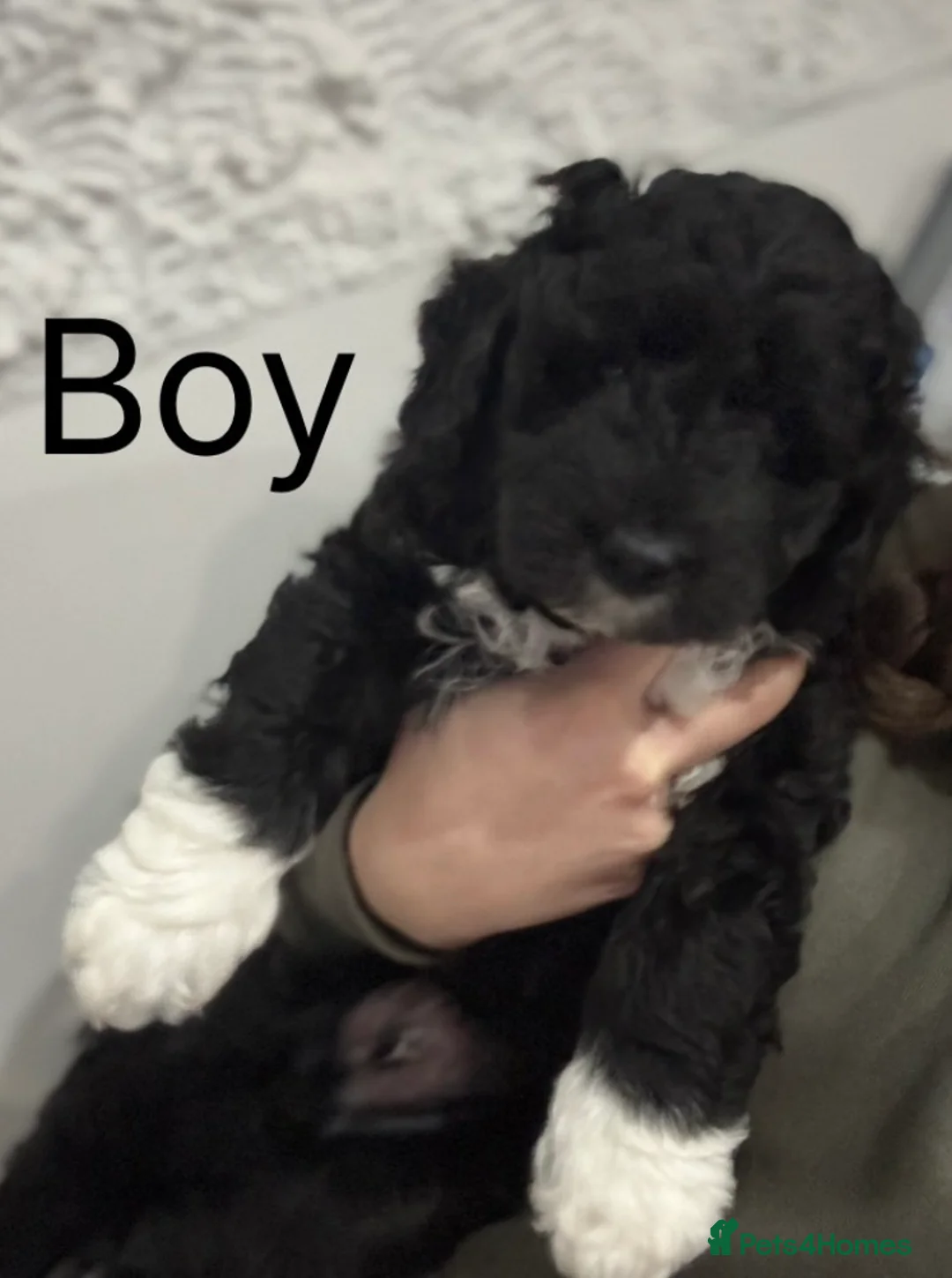 Mixed Breed dogs for sale: Double Doodle X Border Collie puppies - Advert 2
