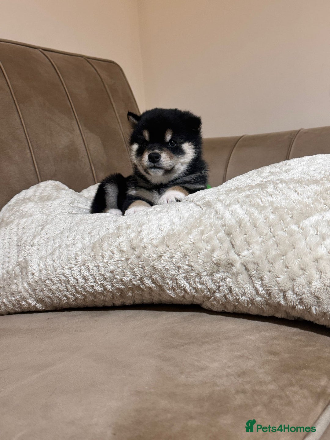 Japanese Shiba Inu dogs for sale: Health tested Japanese Shiba Inu  - Advert 4