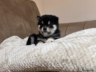 Japanese Shiba Inu dogs Health tested Japanese Shiba Inu - Advert 7