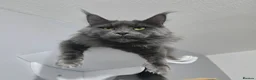 Maine Coon cats for sale: Mainecoon tica registered kittens shaded line - Advert 9