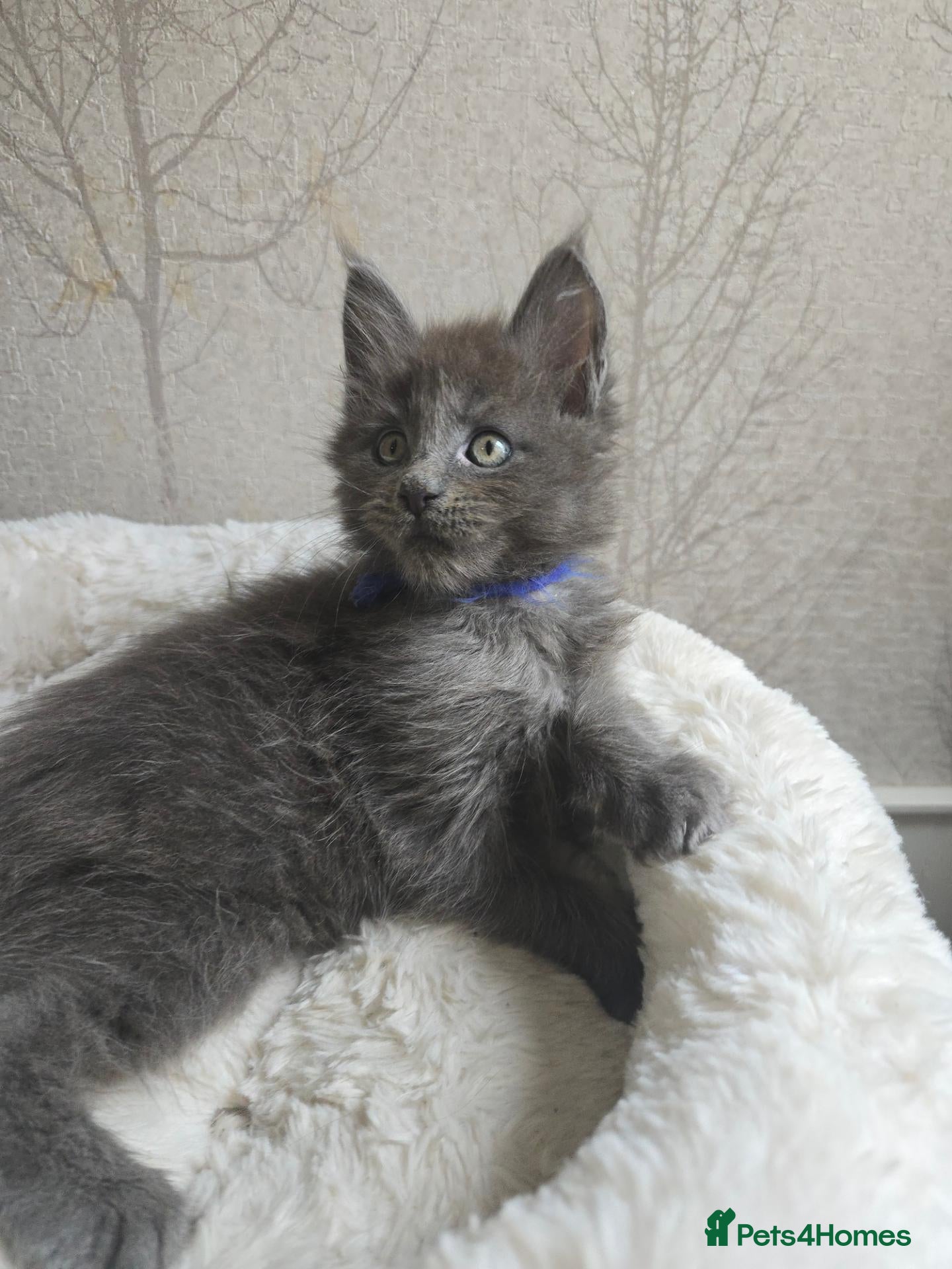Maine Coon cats Blue & Blue Smoke Maine Coon Kittens Stunning Tica - Advert 2