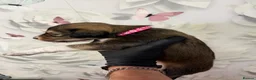 Saluki dogs for sale: DWKC registered Saluki puppies. - Advert 4