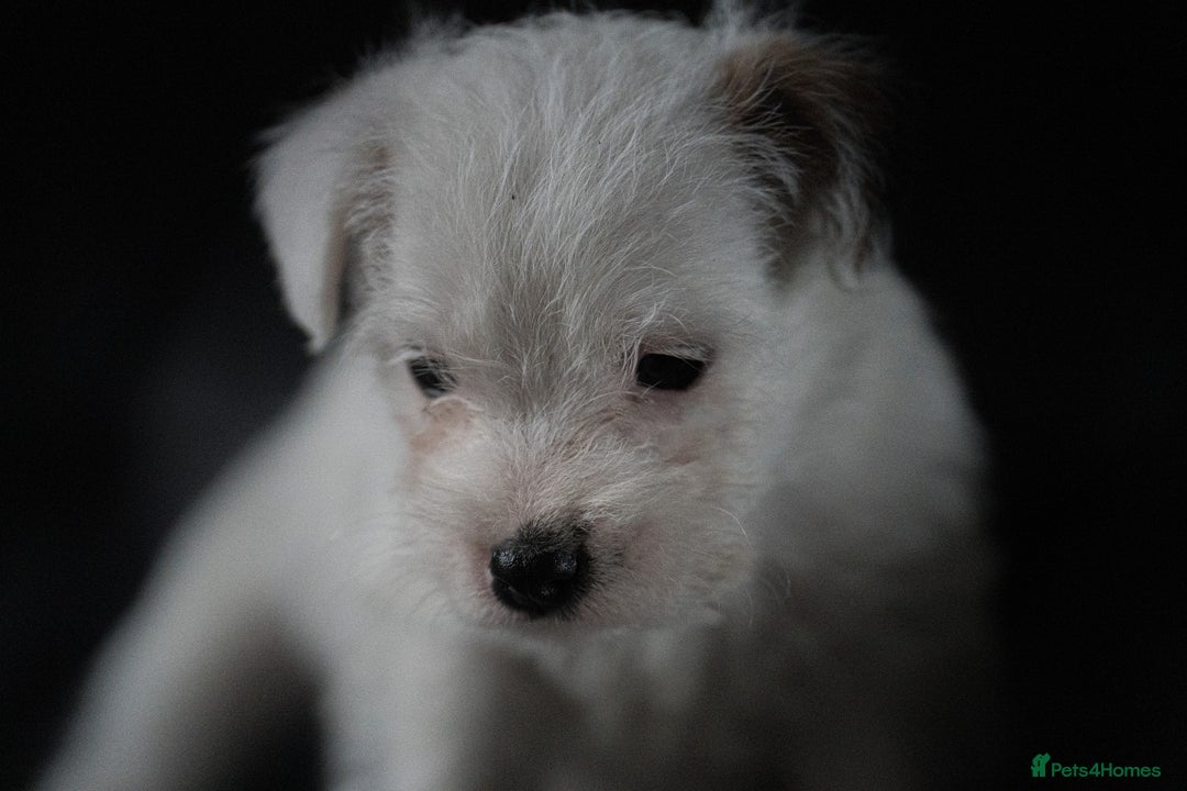 Parson Russell dogs for sale: KC health tested parson Russell terriers  - Image 6