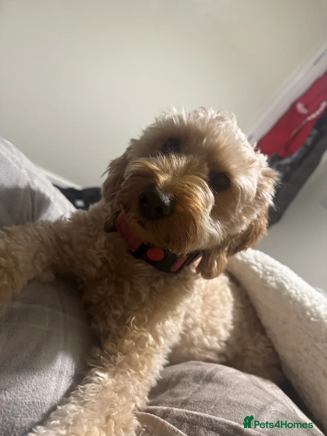 Labradoodle dogs for sale: F2bb labradoodle  - Advert 1