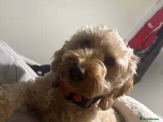 Labradoodle dogs F2bb labradoodle - Advert 4