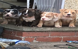 American Bully dogs for sale: Micro Merle bullys - Image 15