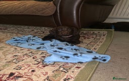 Cocker Spaniel dogs for sale: Beautiful Chocolate Working Cockers - Last 2 boys - Advert 7