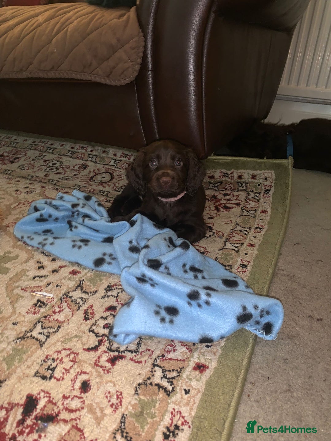 Cocker Spaniel dogs for sale: Beautiful Chocolate Working Cockers - Last 2 boys - Advert 7