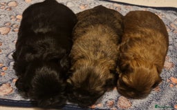 Shih Tzu dogs for sale: Imperial Shih Tzu - Image 13