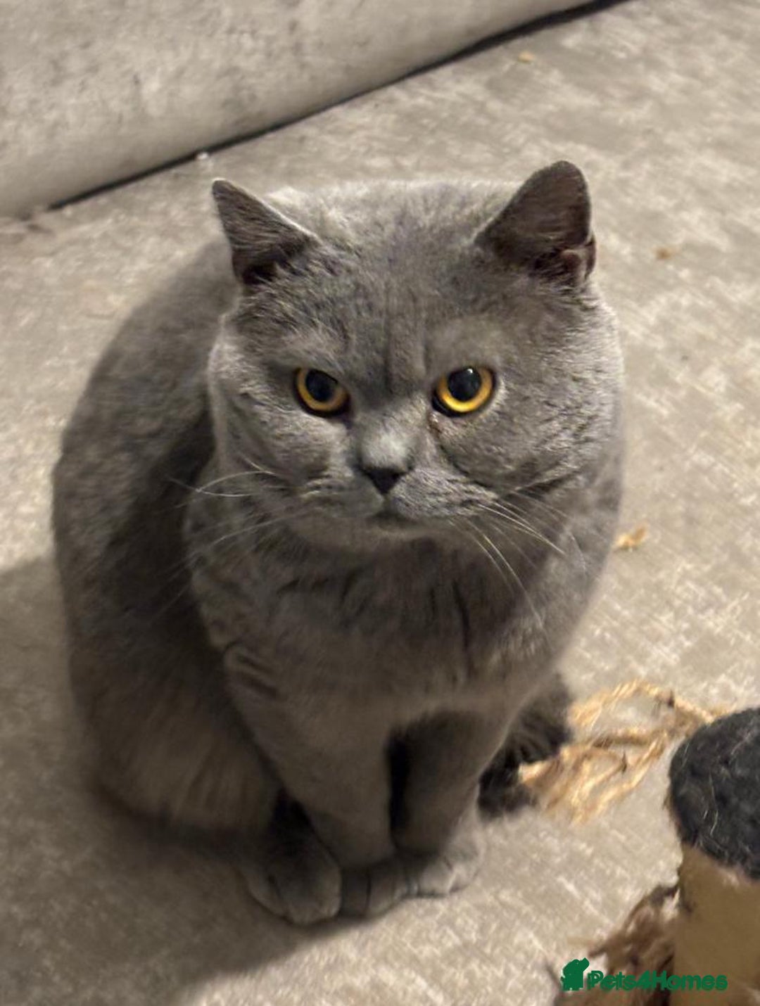 British Shorthair cats for sale: GCCF registered ChampionBloodline 5GENpedigree BSH - Image 19