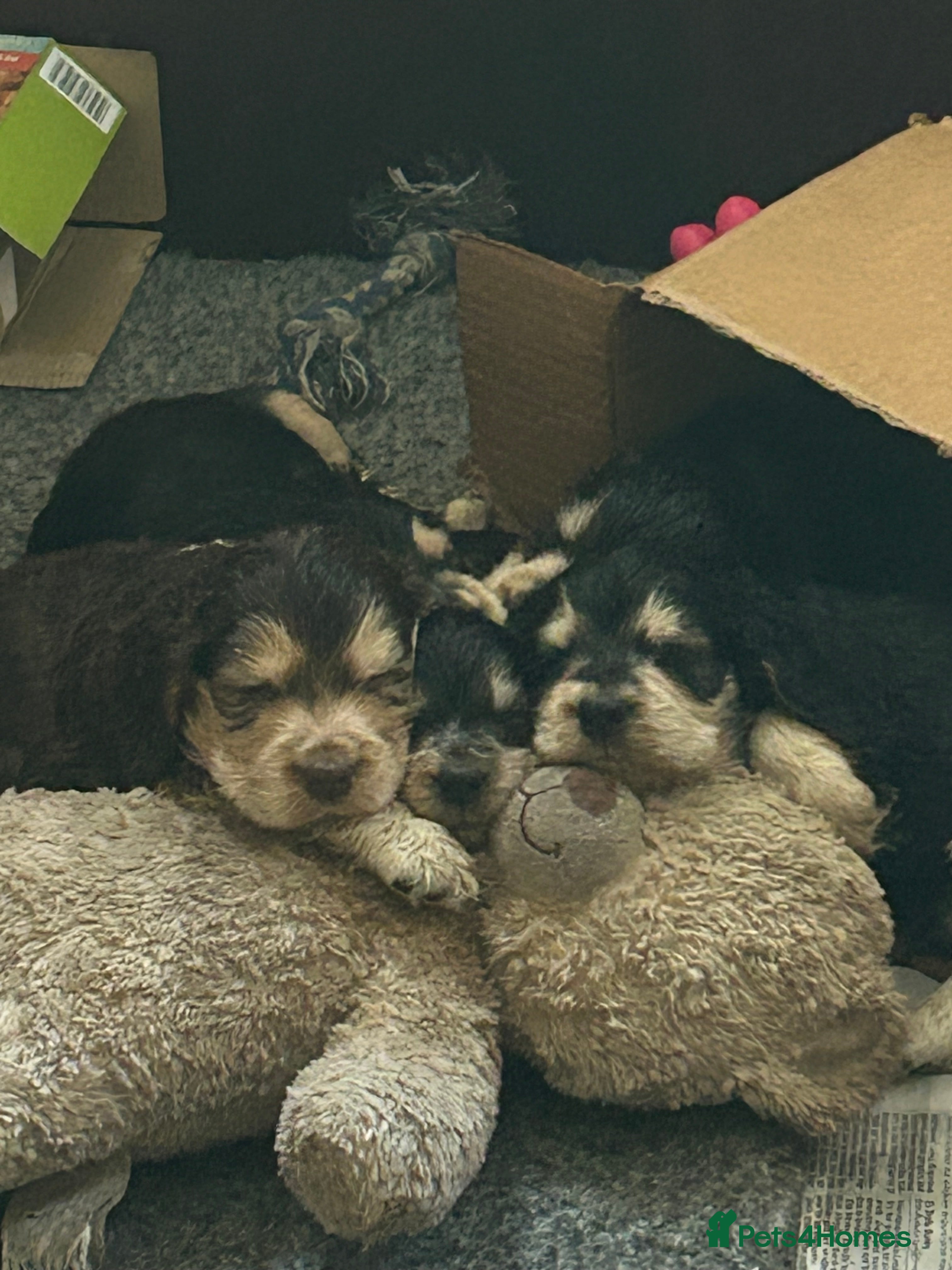 Cocker Spaniel dogs Beautiful show cockers for sale  - Advert 16