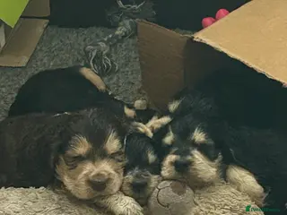 Cocker Spaniel dogs Beautiful show cockers for sale - Advert 13