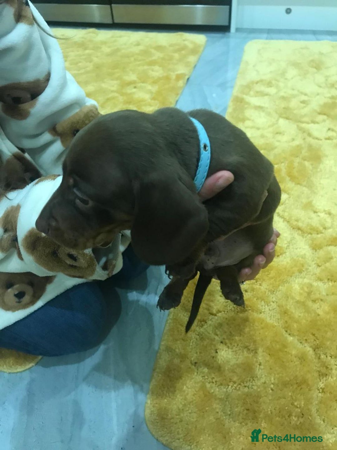 Miniature Dachshund dogs for sale: MAGNIFICENT MINIATURE DACHSHUND PUPPIES - Image 4