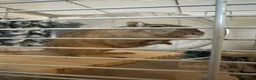 Gerbil rodents for sale: 2 Gerbils both female - Advert 4