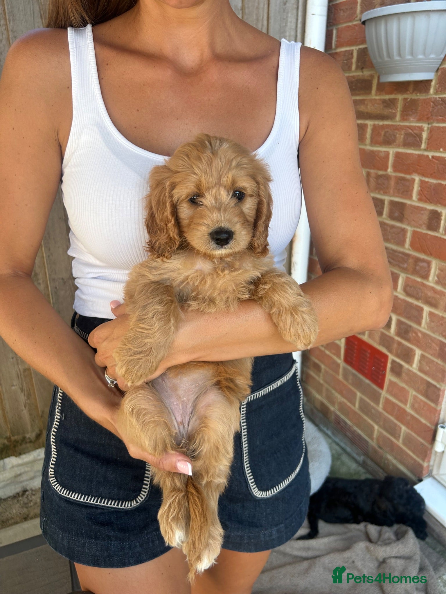 Cockapoo dogs Beautiful Cockerpoo puppies 1male&1female  - Advert 2