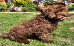 Shihpoo dogs for sale: Shihpoo female for rehoming  - Image 5