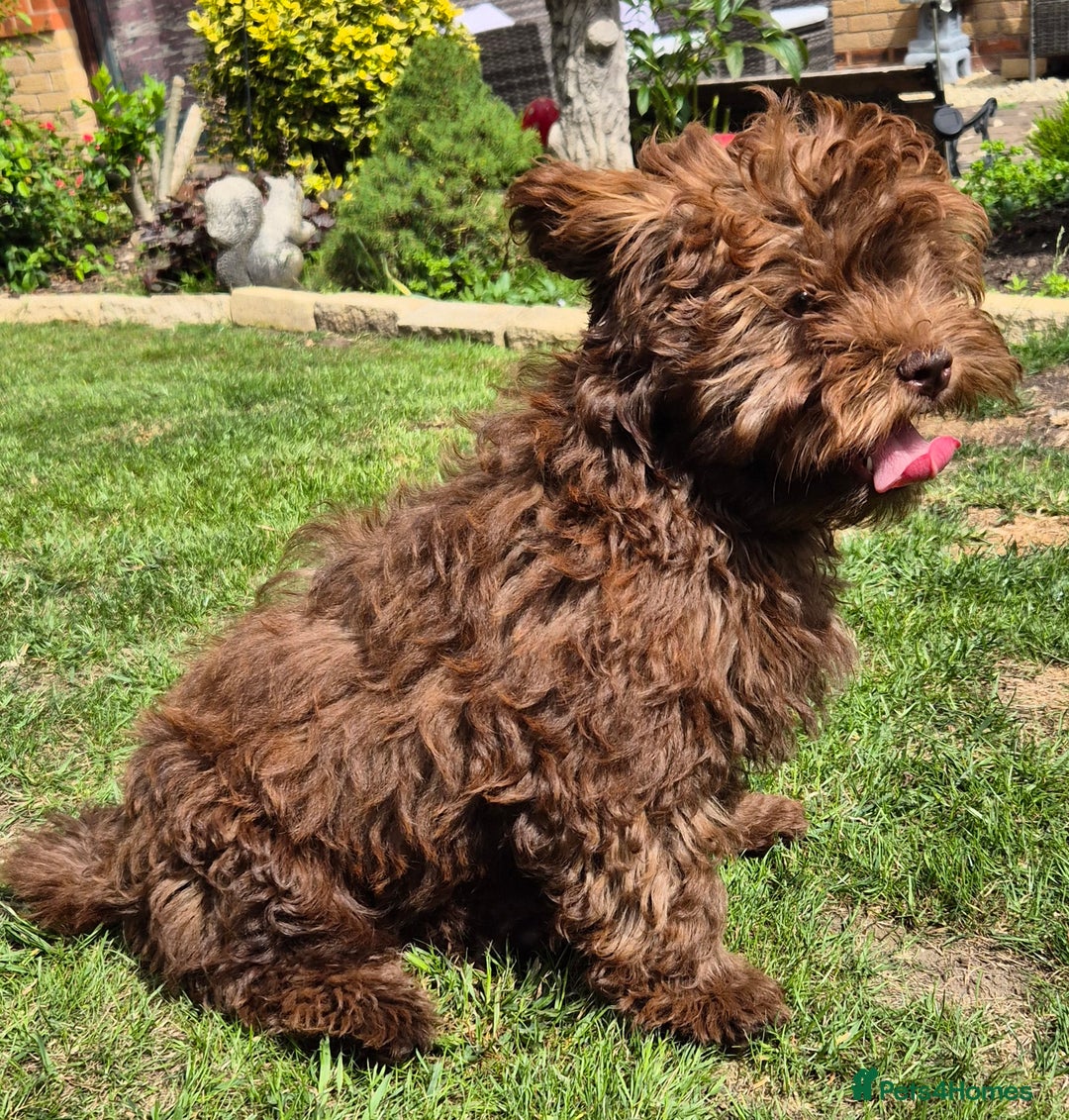 Shihpoo dogs for sale: Shihpoo female for rehoming  - Image 5