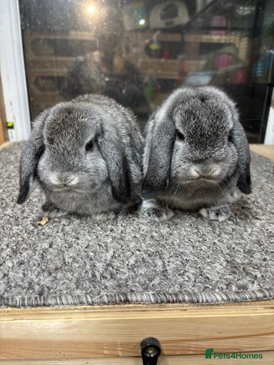 Gallery Image {{count}}