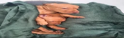 Hungarian Vizsla dogs for sale: Hungarian Vizslas - Advert 2