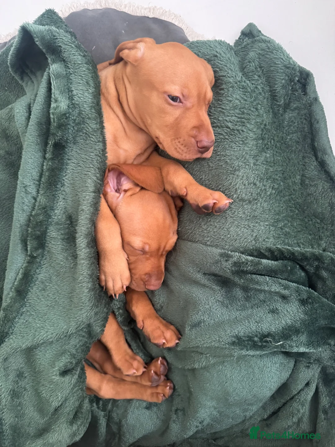 Hungarian Vizsla dogs for sale: Hungarian Vizslas - Advert 2