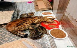 Bengal cats for sale: 6 beautiful bengal kittens ready soon  - Image 3