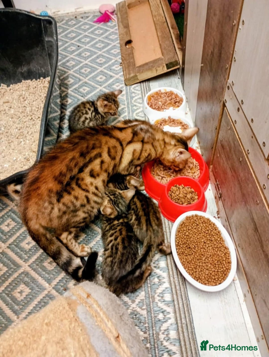 Bengal cats for sale: 6 beautiful bengal kittens ready soon  - Image 3