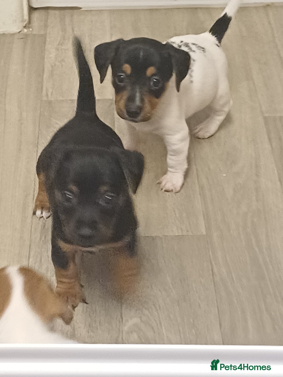 Mixed Breed dogs for sale: Jack Russell/ dachshund  - Image 2