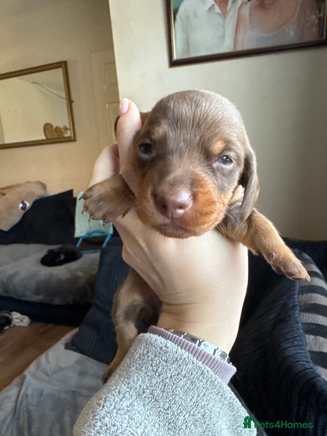 Dachshund dogs for sale: STUNNING dashaunds!!  - Advert 4