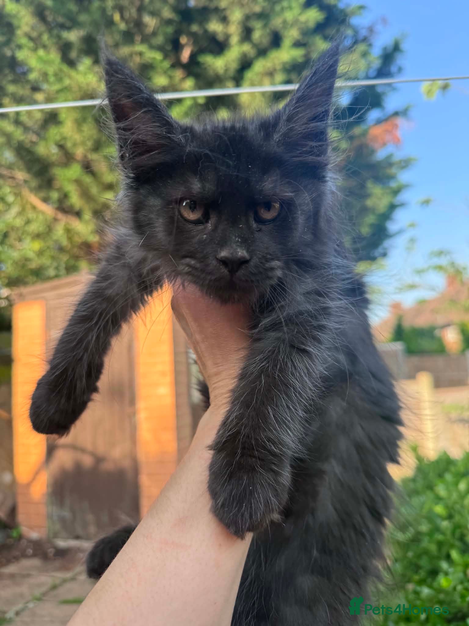 Maine Coon cats Maine Coon active kittens Black smoke female - Advert 1