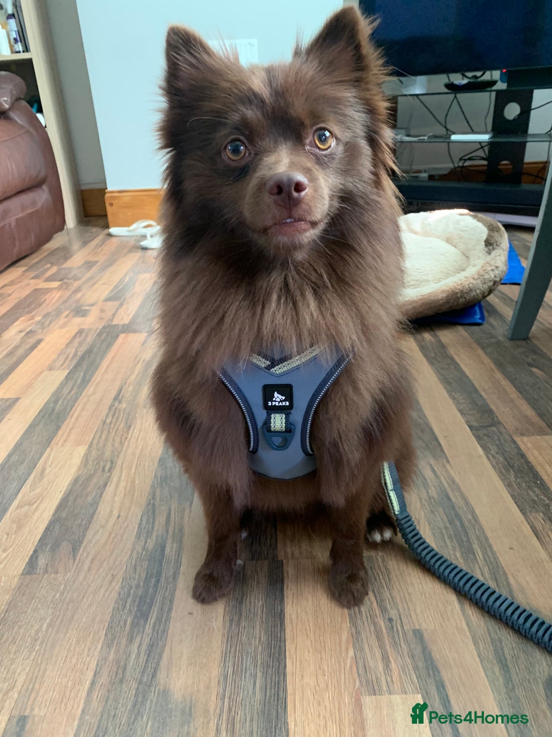 German Spitz dogs for stud: Bear is a german spitz  - Advert 4