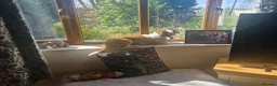 Mixed Breed dogs for adoption: CRETA - FOR ADOPTION - ACTIVE HOME ESSENTIAL  - Advert 16